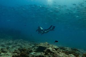 ocean blue adventure rose