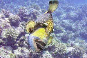 ocean blue adventure rose