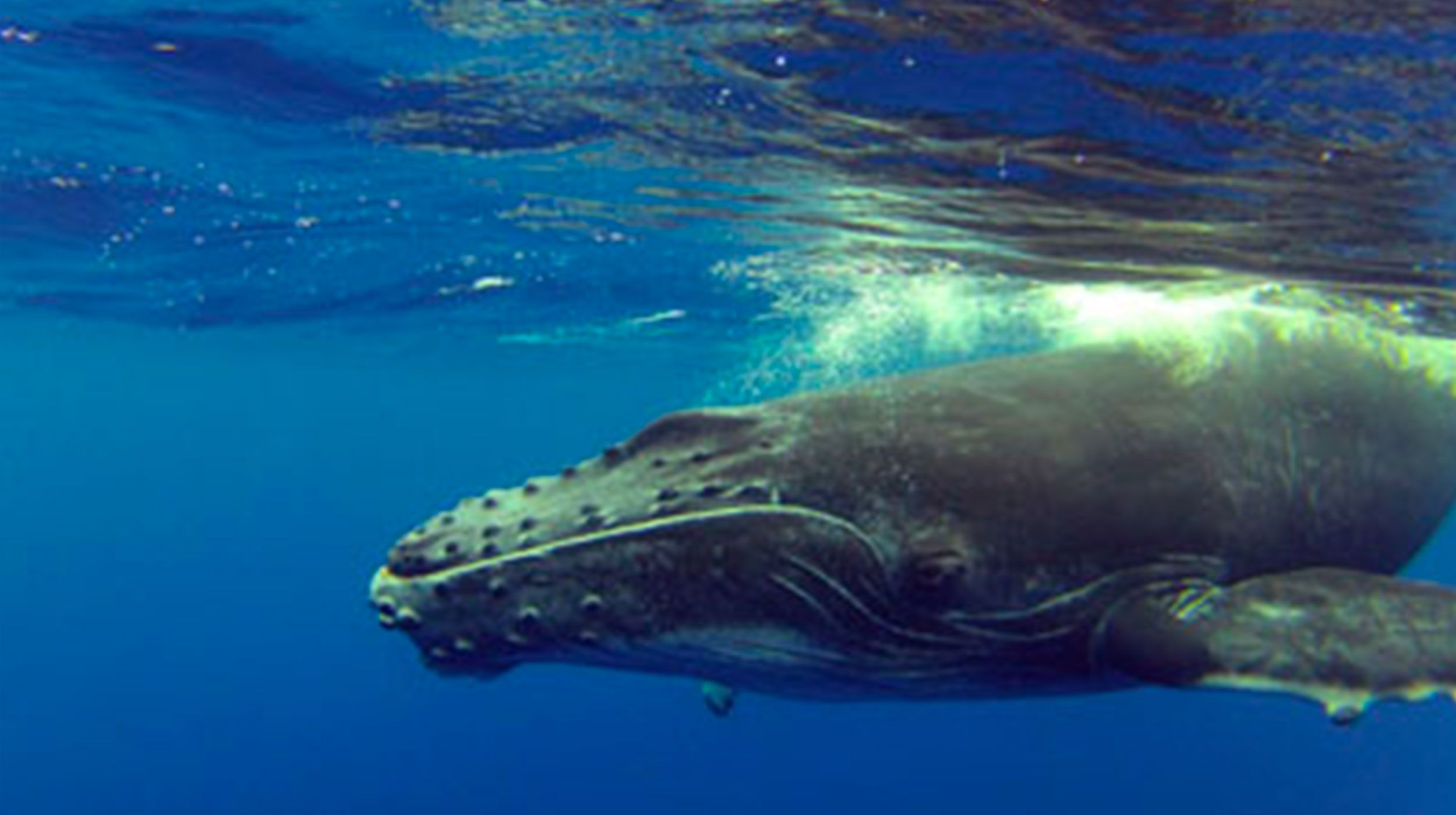 Pacific Blue Adventure Baleine